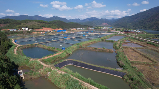 渔场 养殖鱼 生态鱼养殖基地视频