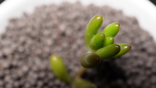 虹之玉多肉植物盆栽绿植视频