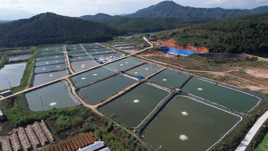 渔场 养殖鱼 生态鱼养殖基地视频