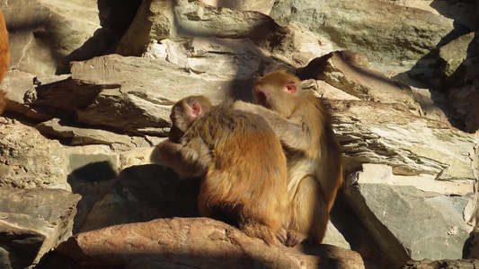 猴山猴子抱在一起取暖抓虱子视频