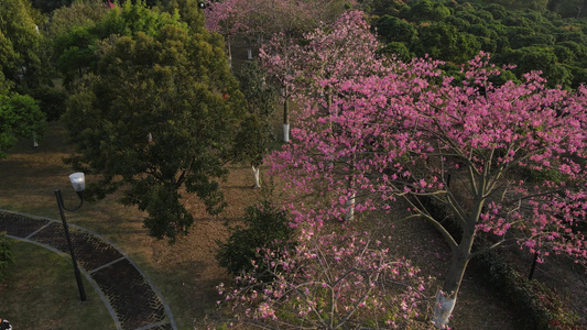 山上的木棉花视频