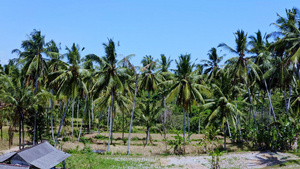 热带地区椰子林12秒视频