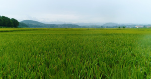 汉中万亩稻田4K航拍44秒视频