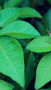 植物叶子昆虫草蜢视频