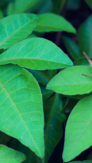 植物叶子昆虫草蜢15秒视频