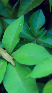 植物叶子昆虫草蜢视频