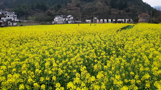 油菜花海视频