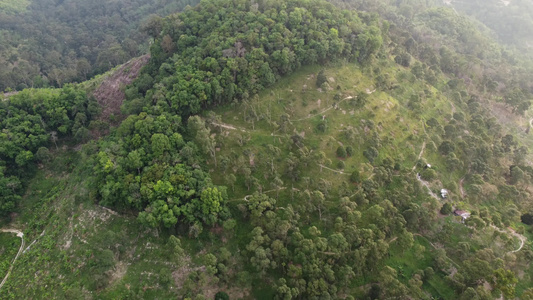 在山坡上空中观望durrian种植园视频