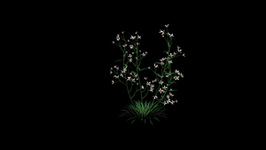 动态植物生长开花元素12秒视频