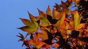 蓝天上满是秋色的红弧叶10秒视频