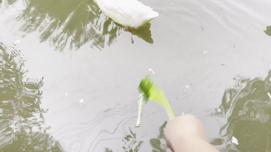 湖边芦苇丛中水禽湖喂鸭子灰鹤丹顶鹤视频