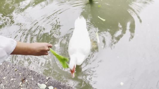 湖边芦苇丛中水禽湖喂鸭子灰鹤丹顶鹤视频