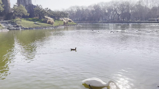 湖边芦苇丛中水禽湖喂鸭子灰鹤丹顶鹤视频