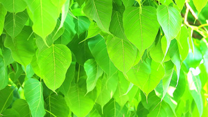 雨季期间浅绿色的植物树叶正在生长17秒视频