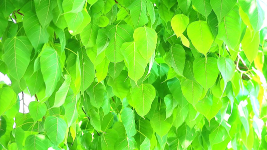 雨季1浅绿色的植物树叶正在生长视频