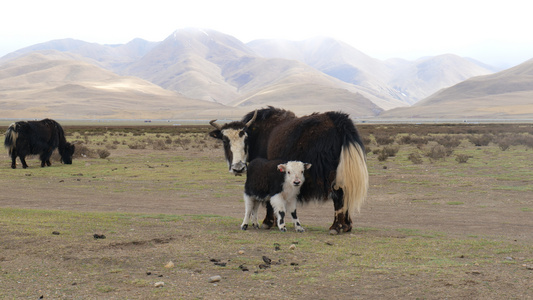 4K实拍青藏高原牧场牦牛哺乳吃草视频