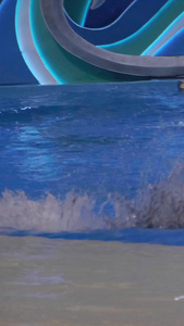 实拍水族馆海豚表演驯兽师视频