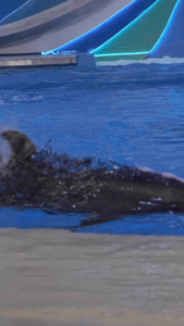 实拍水族馆海豚表演驯兽师视频