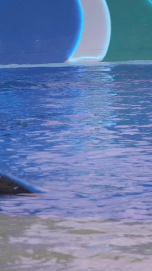 实拍水族馆海豚表演海洋世界19秒视频