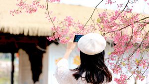 女性春游拍樱花动作30秒视频