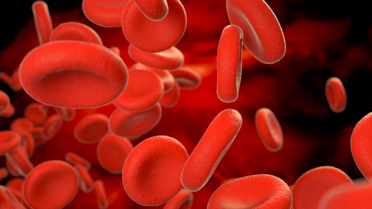 微观体内细胞血液红细胞无缝循环动画视频