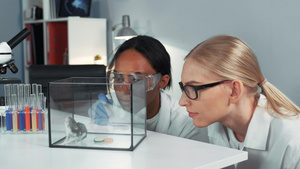 女性混合种族科学家对仓鼠进行实验将仓鼠丢弃为特殊液体28秒视频