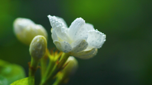 春夏天微距茉莉花上水珠水滴视频