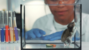 在现代实验室戴安全眼镜的黑人化学医生在实验后观察仓鼠16秒视频