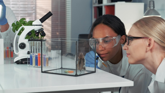 两名多种族女科学家在提供实验室仓鼠实验时表现出惊人视频