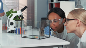 两名多种族女科学家在提供实验室仓鼠实验时表现出惊人31秒视频