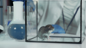 在现代化学实验室试验鼠鼠实验科学家用外科针刺给有机20秒视频