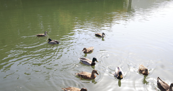 水池里嬉戏的野鸭和鸳鸯慢镜头视频