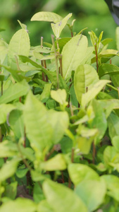 茶农采茶细节特写春茶节视频