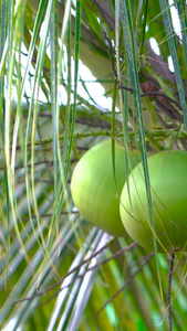 青皮椰子及幼果合集椰子树视频