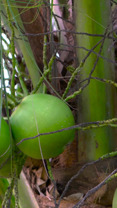 青皮椰子及幼果合集椰子树视频