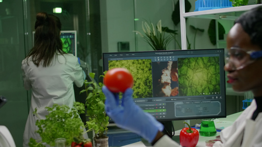 妇女检查用杀虫剂注射的西红番茄并进行化验视频