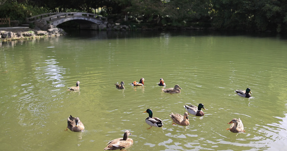 水池里嬉戏的野鸭和鸳鸯慢镜头视频
