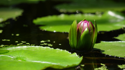 花苞出淤泥而不染荷花莲花视频