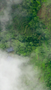 航拍深山农家梯田茶树视频