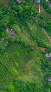 航拍深山农家梯田茶树视频