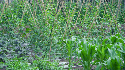 4k农村菜园菜地绿色蔬菜视频
