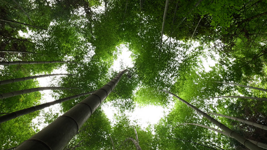 竹林竹叶空镜头视频