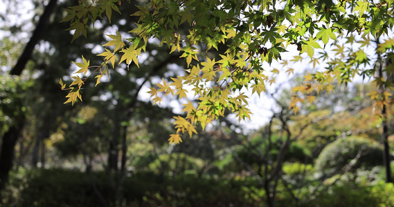 中国杭州西湖花港观鱼枫树视频