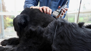 修剪巨型黑狗的毛发20秒视频