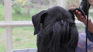 巨型黑狗缝合器前部耳鼻孔修饰风景14秒视频