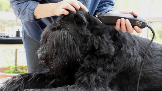 开始训练巨型黑Schnauser狗视频