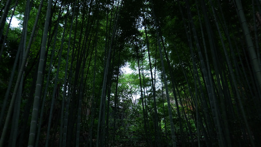 竹林竹叶空镜头视频