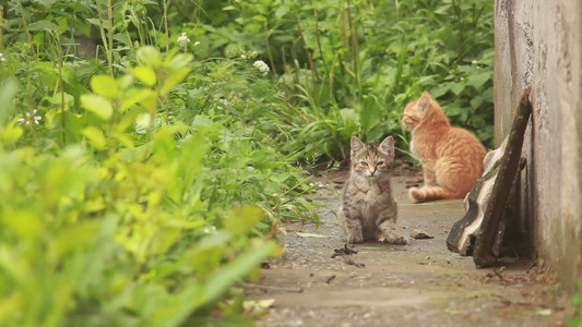 两只小小猫视频