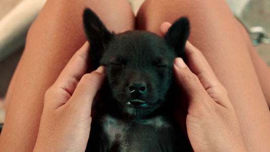 一个睡着的黑小狗得到温柔的脸部按摩视频