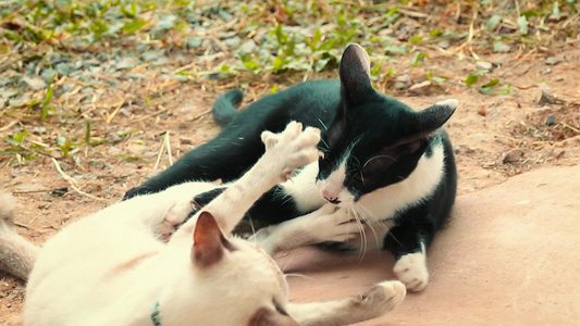 玩打架的可爱宠物猫视频